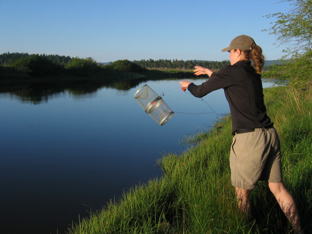 Anne Dalziel places a minnow trap for stickleback collection.