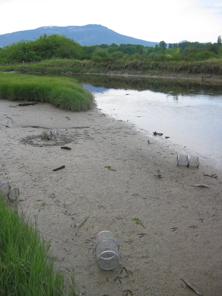 Water bird tracks around stranded traps.