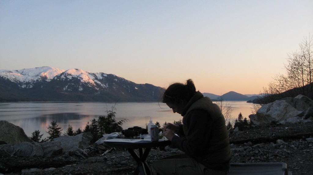 Processing spruce buds for DNA collection, on the banks of the Skeena River, northern British Columbia. Photo courtesy Jill Hamilton.