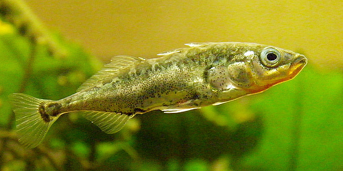 Figure 2: Three spine stickleback. Photo via wolfpix.