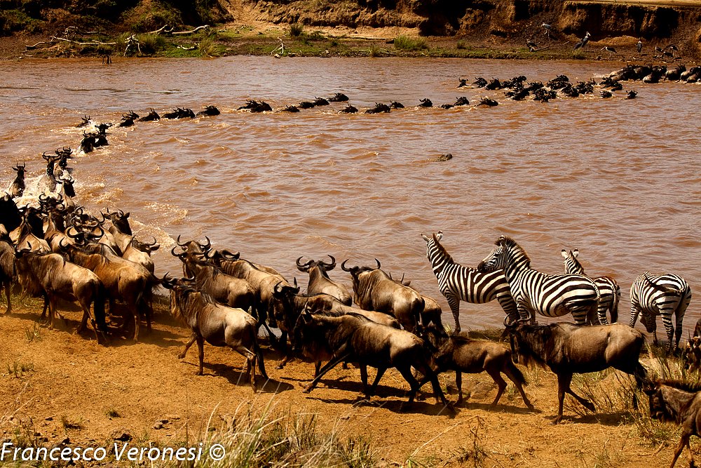 WildebeestMigration