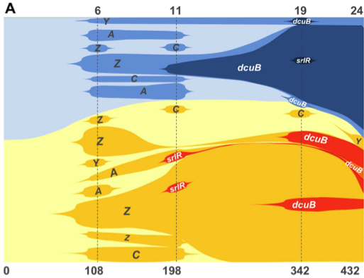 Clonal interference, caught in the act. Figure 5A from Barroso-Batista et al. (2014).