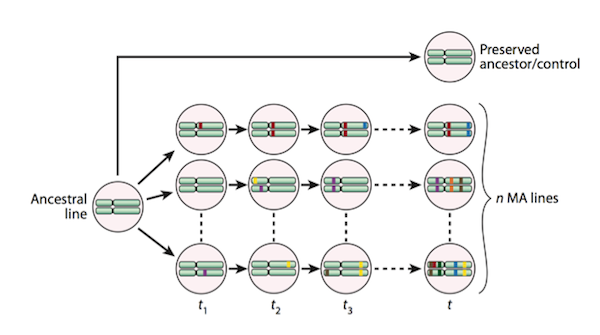 Serial passaging of random single colonies while keeping the effective population size small eliminates the effects of selection, with the exception of the effects of strongly deleterious mutations. (Taken from Halligan and Keightley 2009 Figure 1.)