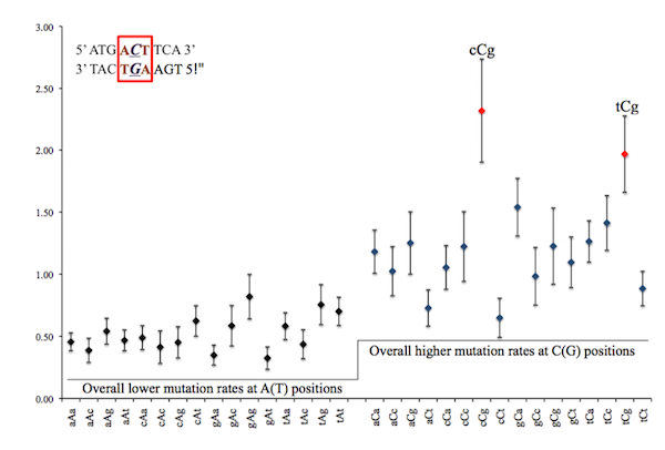 Mutation rate of particular GC pairs depends on neighboring sites. (Taken from Figure 5 Zhu et al. 2014. )