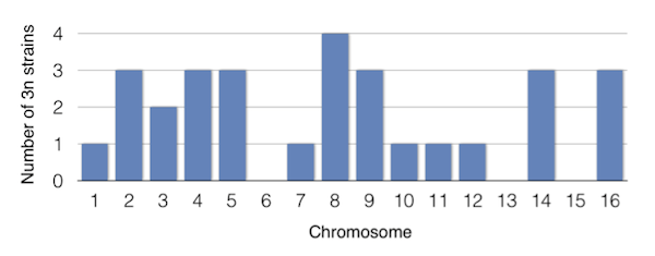 Among the 145 sequenced MA lines, 31 strains had an aneuploidy. 29 out of 31 strains had a chromosome duplication. Adapted from Table 1 in Zhu et al. 2014.