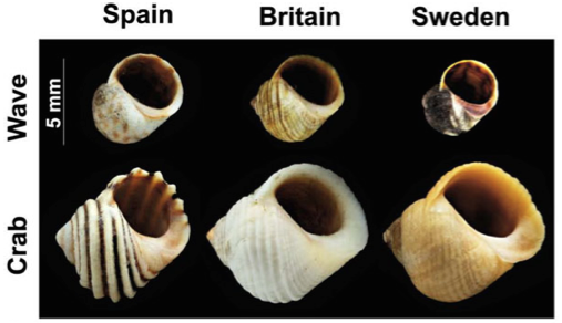 Butlin et al (2014), figure 1B.
