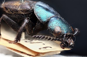 Darwinilus sedaris