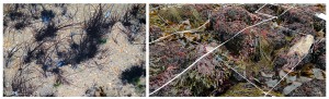 Discrete individuals of Gracilaria gracilis (left) in which it was easier to map individuals within a tide pool. A more dense distribution of Chondrus crispus (right) in which a grid sampling approach was employed. © SA Krueger-Hadfield
