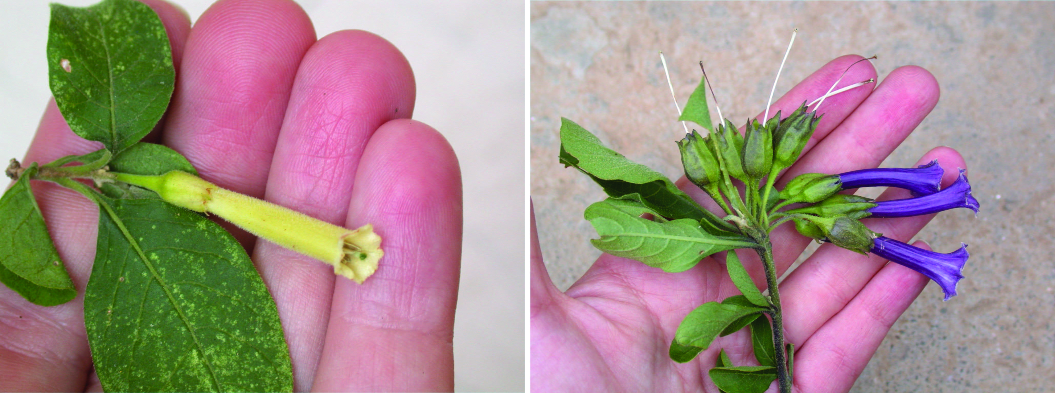 Isochroma loxense (left) with derived flower color and Iochroma cyaneum (right) with ancestral flower color. Photos courtesy: Stacey Smith