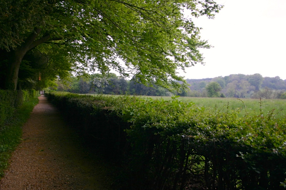 Charles Darwin's famous "thinking path" at Down House, left, is adjacent to Great Puckalnds Meadow, right, where Darwin carried out what is perhaps among the first intentional, comprehensive species counts in a geographically defined area in history. Photo: Karen James
