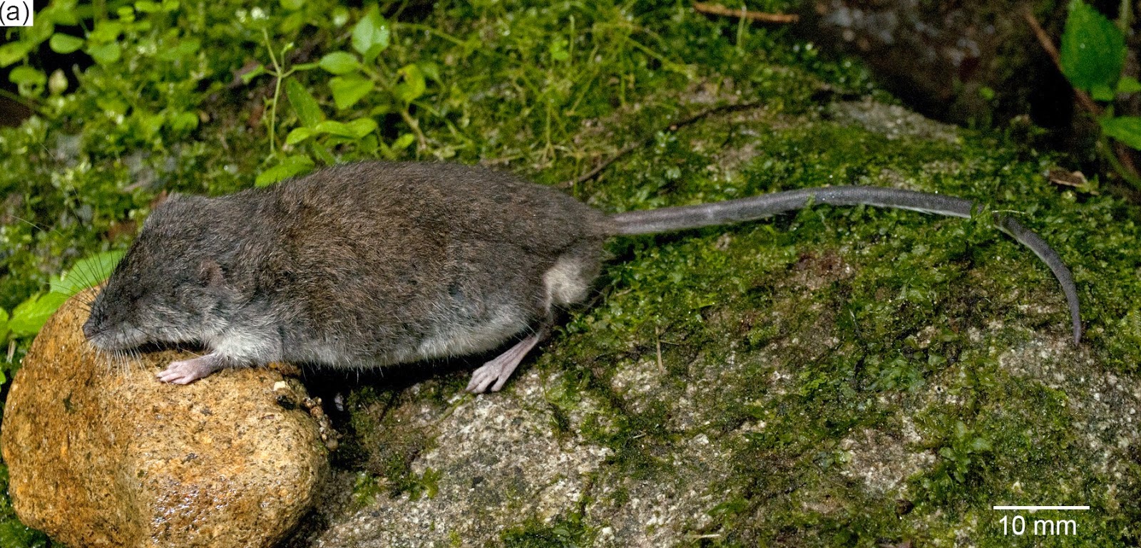 new year water rat lsumns researchers are at the top of the list for new new year water rat lsumns researchers are at the top of the list for new