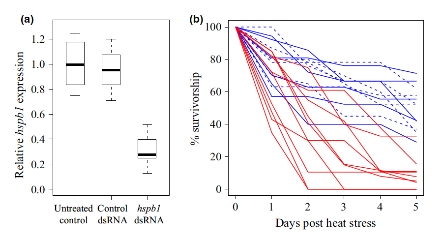 Fig. 2 Tolerance of Tigriopus californicus to high thermal stress during heat-shock beta 1 (hspb1) suppression. Copepods were electroporated in assay mixture containing hspb1 dsRNA (n = 10, red lines), nonspecific control dsRNA (n = 6, dashed blue lines) or no dsRNA (n = 6, solid blue lines). Four days after treatment, subsamples of copepods were used to quantify (a) expression of hsbp1 (relative to myosin and GAPDH). The remaining subsamples were exposed to a high temperature stress (36 °C for 1 h), and (b) their survivorship was monitored for 5 days.