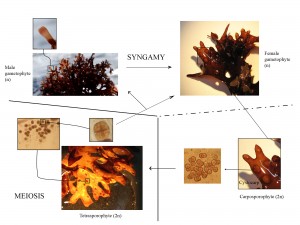 The biphasic life cycle of Chondrus crispus. Photo credit: © SA Krueger-Hadfield, taken from Collèn et al. (2014)