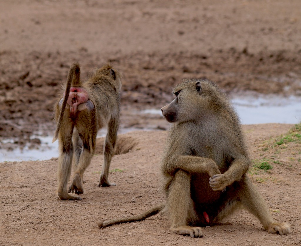 "Oh, hey girl, wanna swap gut microbes?" - male yellow baboon consorting with a female (photo by Noah Snyder-Mackler)