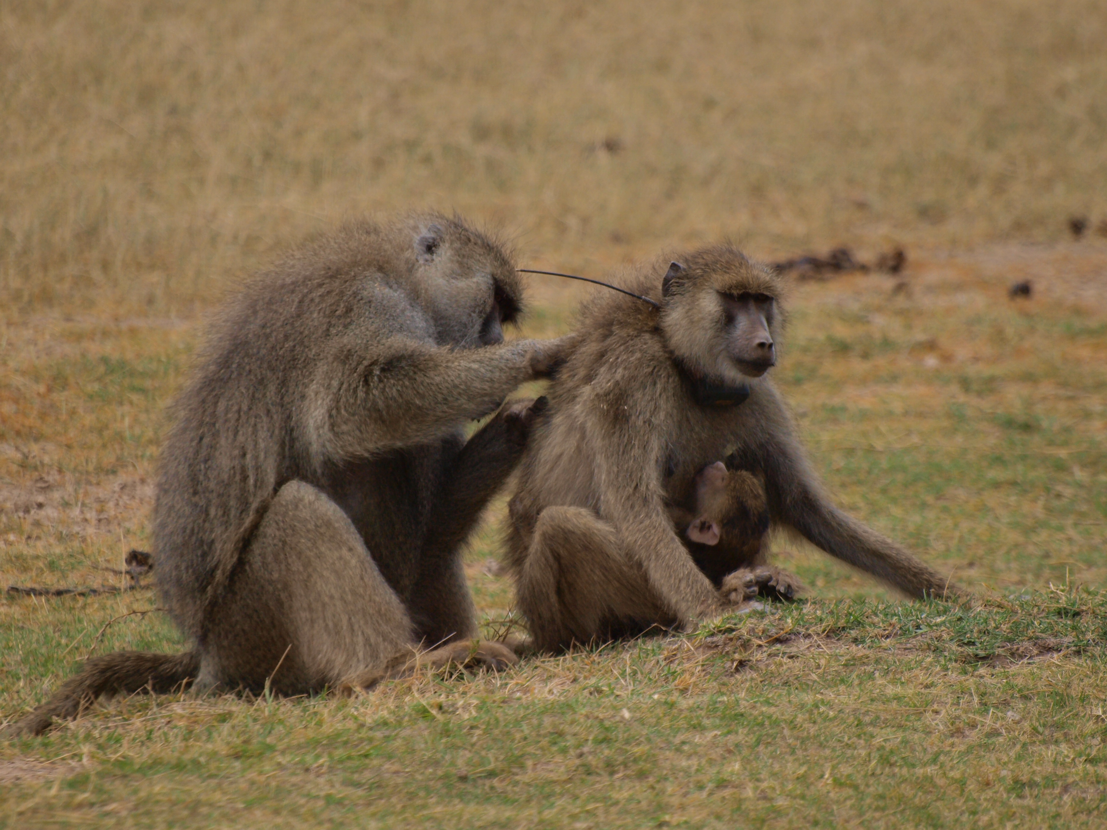 Socially structured gut microbiomes in wild baboons