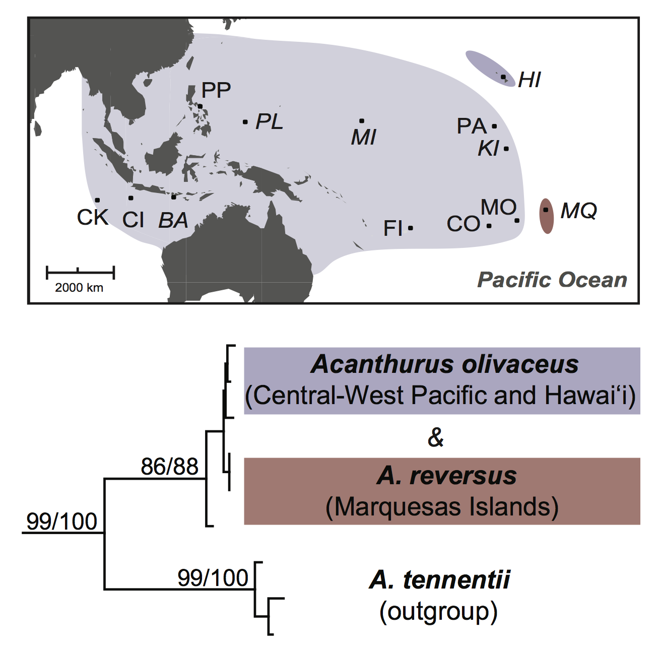 Distribution and phylogeny of A. Figure taken from