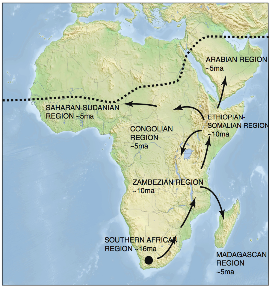 Distribution and biogeographic scenario for Aloe inferred from nucleotide and plastid data for 228 taxa in Xanthorrhoeaceae subfamily Asphodeloideae. Enlarged map shows the natural distribution of Aloe, with northernmost limits indicated by dashed line. Direction and timing of diversification events inferred from ancestral state reconstruction and penalised likelihood dating are shown by arrows.