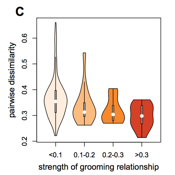 Baboons with stronger grooming relationships had more similar, or less dissimilar, gut microbiomes. (Fig. 2c from Tung et al, 2015)