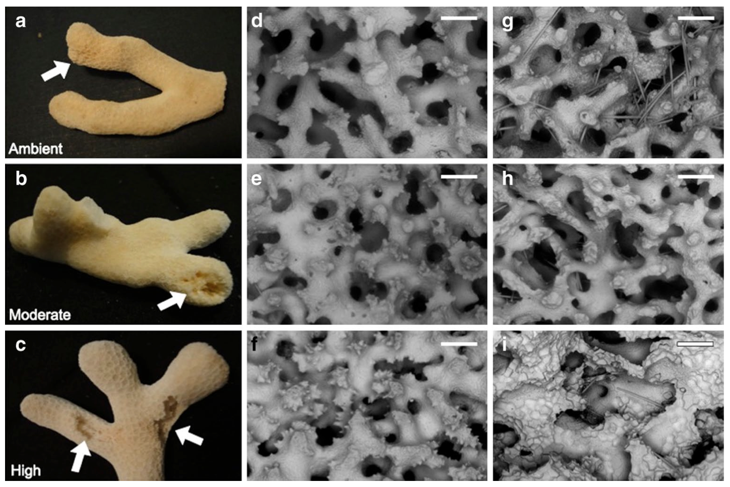 Macro- and SeM images of Porites furcata specimens from ambient, moderate and high pCO2 treatments. a, b, c P. furcata fragment used in subsequent SeM imaging from each of the three pCO2 treatment levels; arrows indicate regions of Cliona varians attachment and erosion. SeM images (d, e, f) are of P. furcata skel- etal regions that were free of C. varians infestation throughout the entirety of the experiment. g, h, i SeM images of C. varians attach- ment sites and sponge erosional scars on P. furcata from each pCO2 level, as previously indicated by arrows in a, b, c (sponge removed for imaging purpose). Scale bars from all SeM images d, e, f, g, h, i) are 250 μm