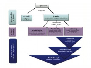 Figure 1 from Billiard et al. (2012): "Synthetic view of the different possible modes of reproduction in homothallic vs. heterothallic fungi and oomycetes. *Some diploid selfing may be possible for heterothallic oomycetes but only when in presence of a different mating partner, i.e. when also performing outcrossing."