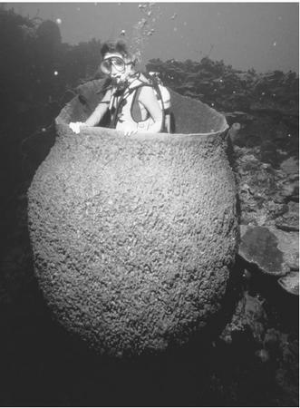 A diver inside a giant barrel sponge. Photo from deepseanews.com