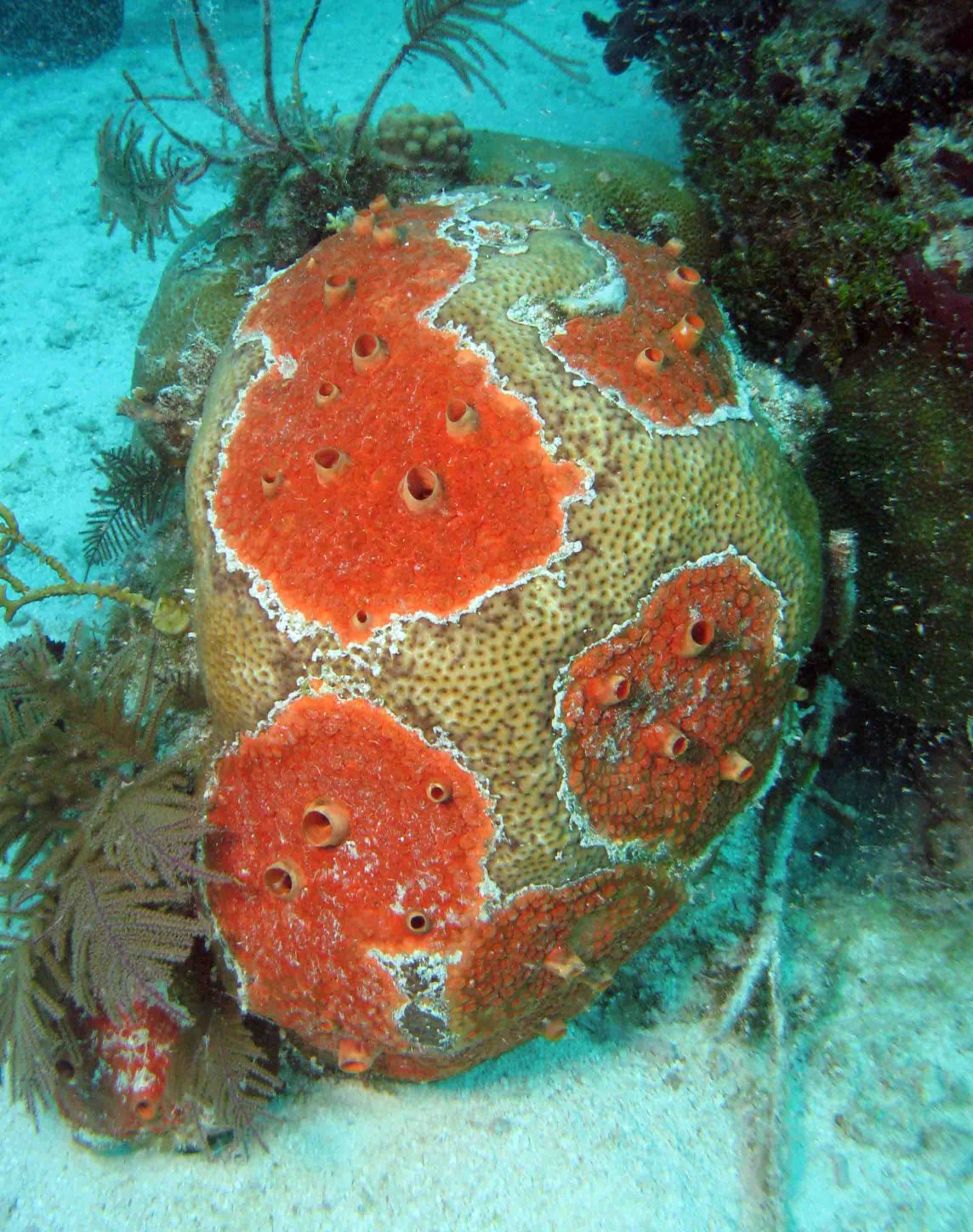 Bright orange Cliona deletrix encrusting a stony coral. Photo courtesy of The Sponge Guide www.spongeguide.org