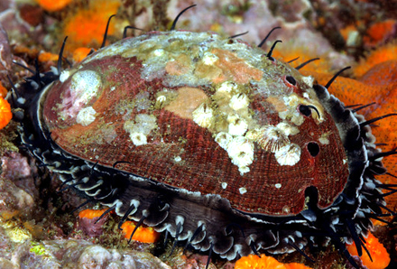 The red abalone, Haliotis rufescens, the focal taxon of De Wit et al. 2014. Photo courtesy of Kevin Lee, asnailodessey.com