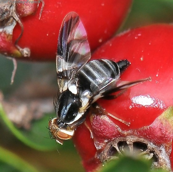 Plastic and evolved responses to host fruit in apple maggot flies