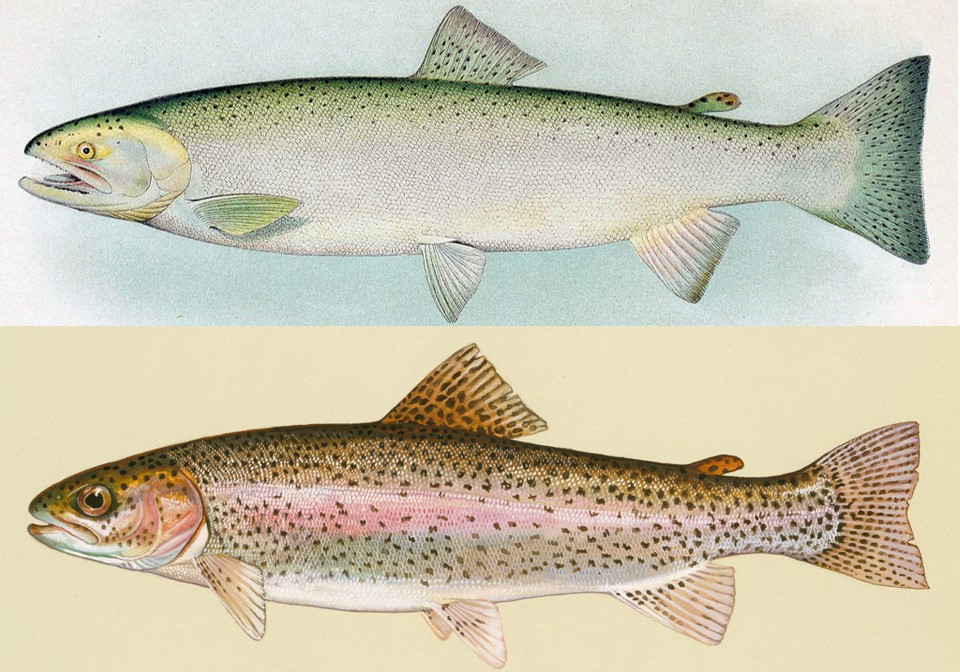 Salmon comparison