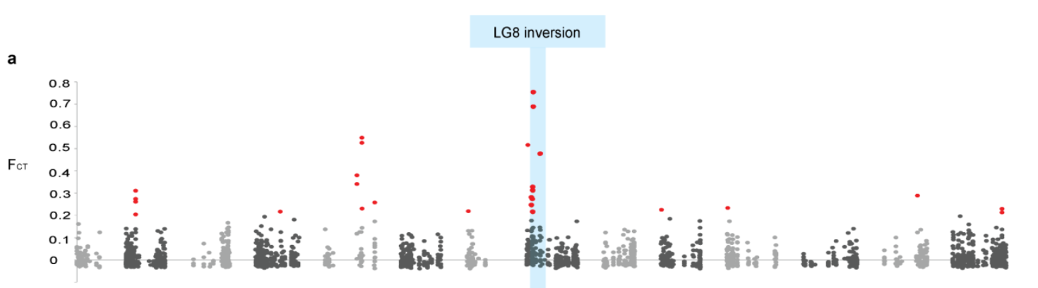 Figure and caption modified from Twyford adn Friedman 2015. Genomic patterns of divergence across annual and perennial ecotypes of Mimulus guttatus. a, Genome scan for allele frequency differences between ecotypes (FCT outlier scan). The x-axis represents physical position relative to the M. guttatus reference genome. Significant outliers with FCT greater than 0.2 are highlighted in red. The linkage group 8 inversion is shaded in blue.