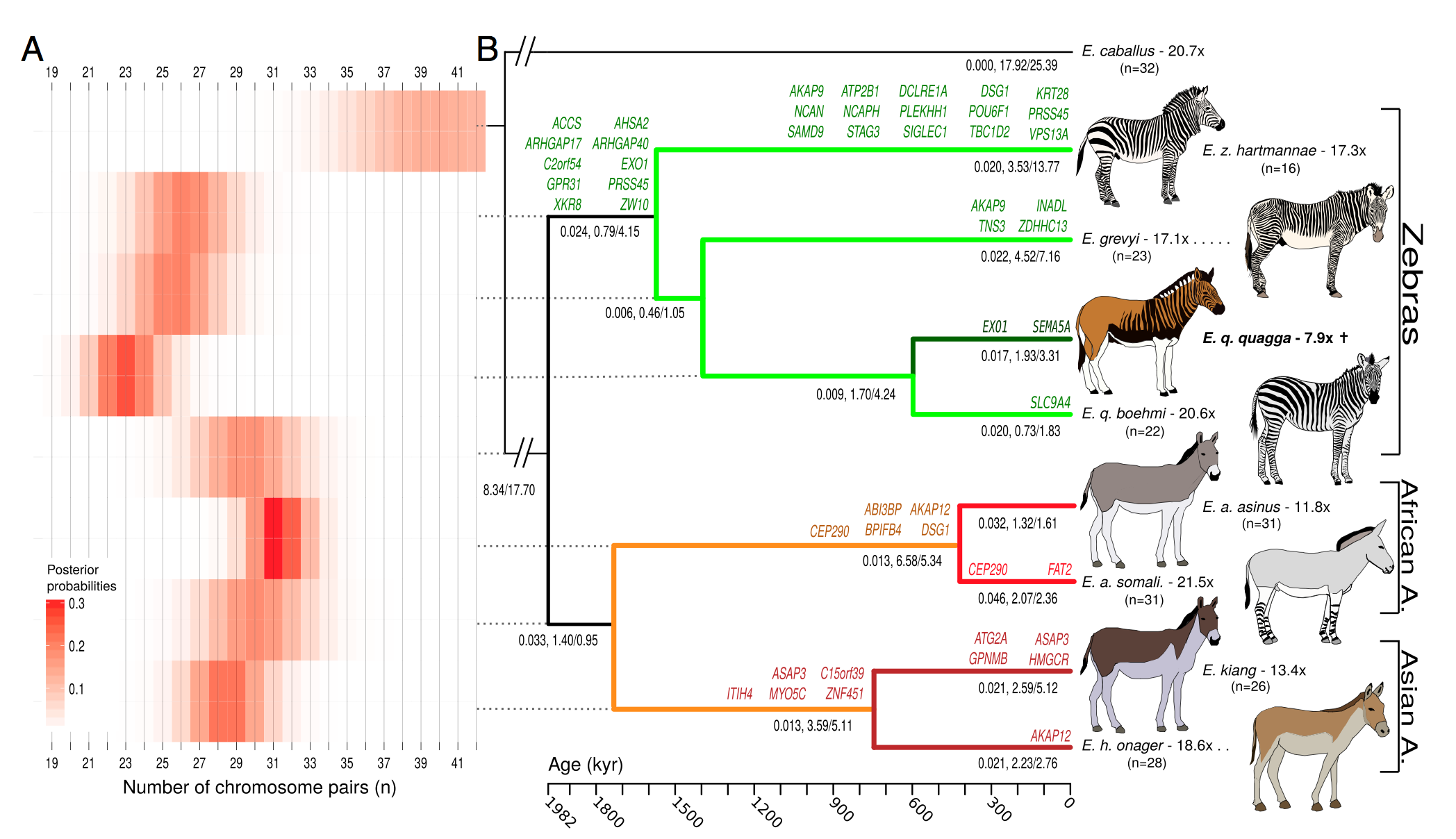 Equine phylogeny, selection scan, and karyotypic and mutational changes. (A) Inferred number of chromosome pairs for each ancestral node. (B) Phylogenetic chronogram of lineage divergence in equids based on a relaxed molecular clock. All nodes received 100% bootstrap support. The names of the genes showing evidence of positive selection are reported above the branches concerned. The numbers provided below branches refer to rates of gene loss and chromosome gains and losses, respectively. The numbers of chromosome pairs (dominant form) are indicated below species names.