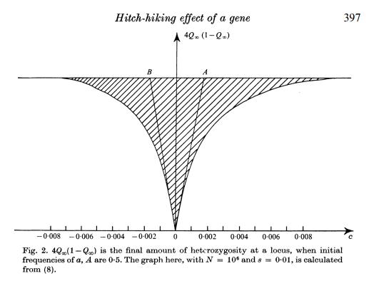 Reduction in heterozygosity at a hitchhiking neutral locus - from a now classic manuscript by Maynard-Smith and Haigh (1974). Image courtesy: http://dx.doi.org/10.1017/S0016672308009579