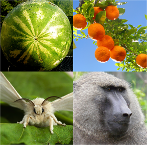 Species with large census sizes (eg. watermelon, silkmoths), versus small census sizes (orange, olive baboon). Image courtesy: http://dx.doi.org/10.1371/journal.pbio.1002113.g001