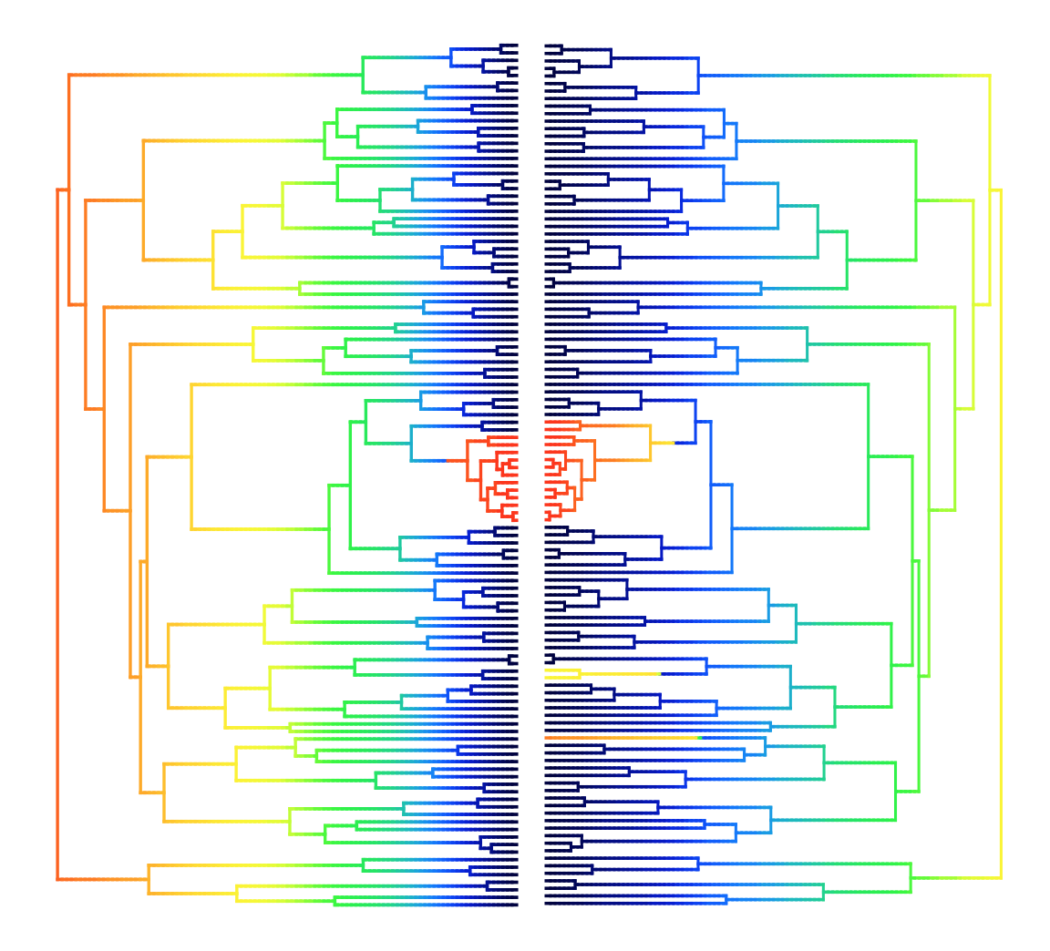 Phylogeny where warmer colors represent faster rates with speciation on the left and trait diversification on the right. Image courtesy of S. Price