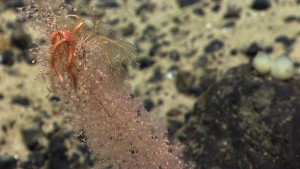 Deep sea octocorals in situ, taken with an ROV between 1000 and 3000 meters depth. Image courtesy of NOAA Okeanos Explorer Program, Our Deepwater Backyard: Exploring Atlantic Canyons and Seamounts 2014