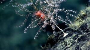 Deep sea octocorals in situ, taken with an ROV between 1000 and 3000 meters depth. Image courtesy of NOAA Okeanos Explorer Program, Our Deepwater Backyard: Exploring Atlantic Canyons and Seamounts 2014