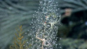 Deep sea octocorals in situ, taken with an ROV between 1000 and 3000 meters depth. Image courtesy of NOAA Okeanos Explorer Program, Our Deepwater Backyard: Exploring Atlantic Canyons and Seamounts 2014