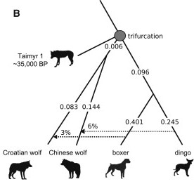 Admixture history (model) fitted to the data. Branch lengths are proportional to drift. Image courtesy: Figure 2 of Skoglund et al. (2015)