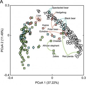 PCoA of gut microbiota structure of giant pandas and other herbivores, omnivores, and carnivores. Image courtesy: Figure 4 of Xue et al. (2015)