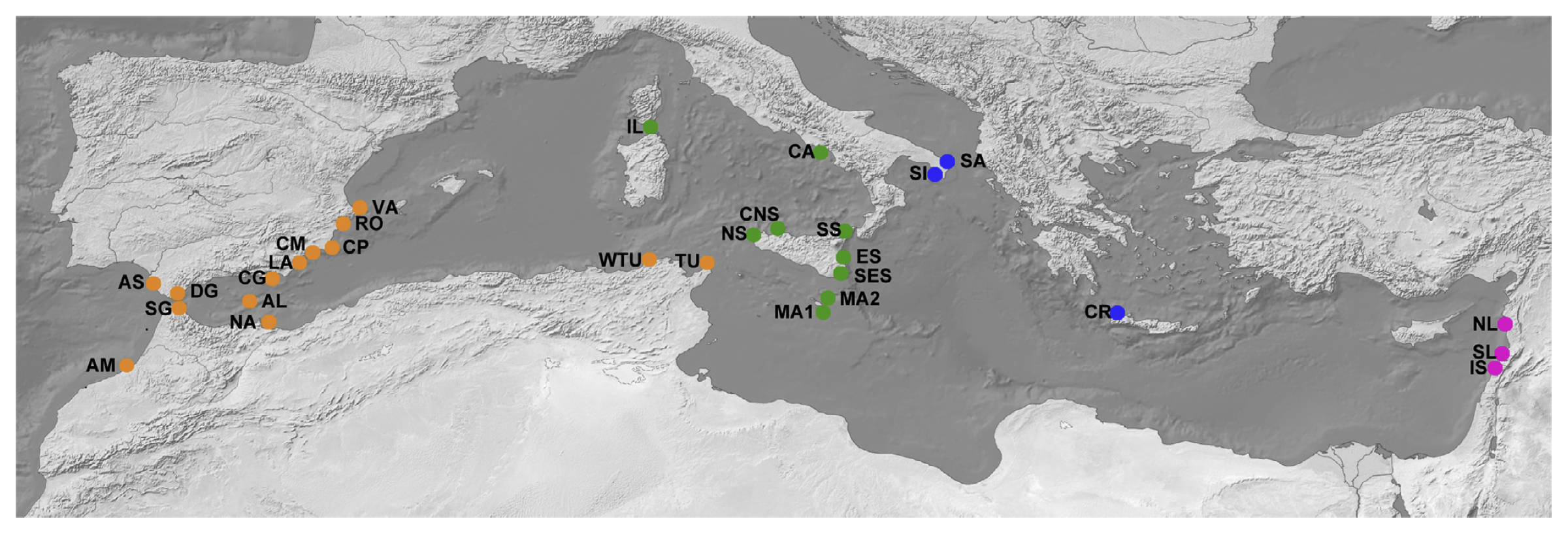 Fig. 1. Sampling localities and distribution of the main lineages identified in Dendropoma petraeum. Locality codes as indicated in Table 1. Colors represent lineages: Western (orange), Tyrrhenian (green), Ionian-Aegean (blue), Levantine (pink).