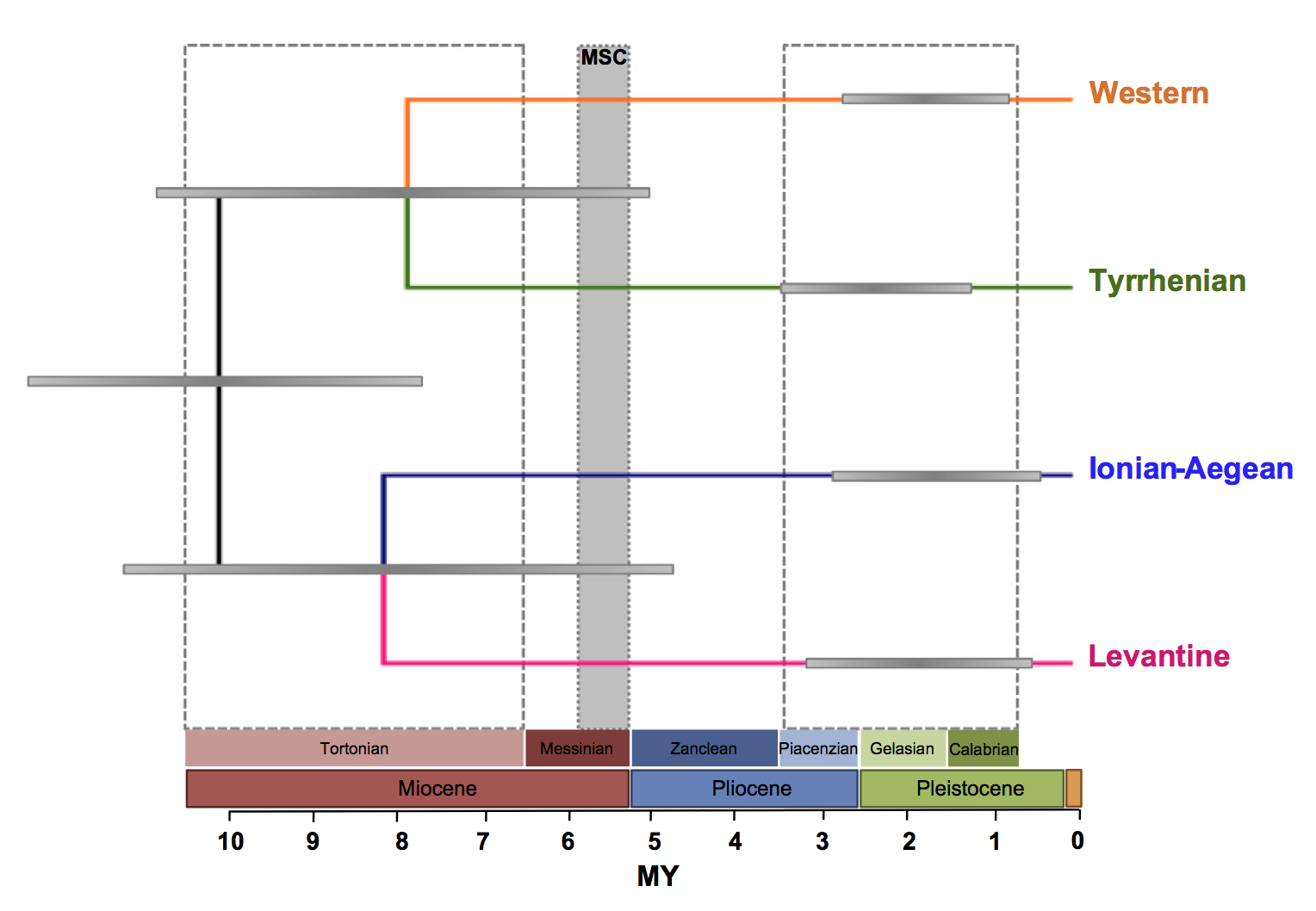 Fig. 3. Species tree based on the multispecies coalescent implemented in ⁄BEAST and obtained for the complete data set of mitochondrial and nuclear data. Node bars represent 95% highest posterior densities (HPD) of the estimated divergence time between lineages, and bars on branches represent 95% HPD of time estimated tMRCA within lineages. Dashed-lined squares represent the two main periods of diversification discussed in text. The gray square indicates the Messinian Salinity Crisis (MSC). Figure and caption from Calvo and Alda et al.