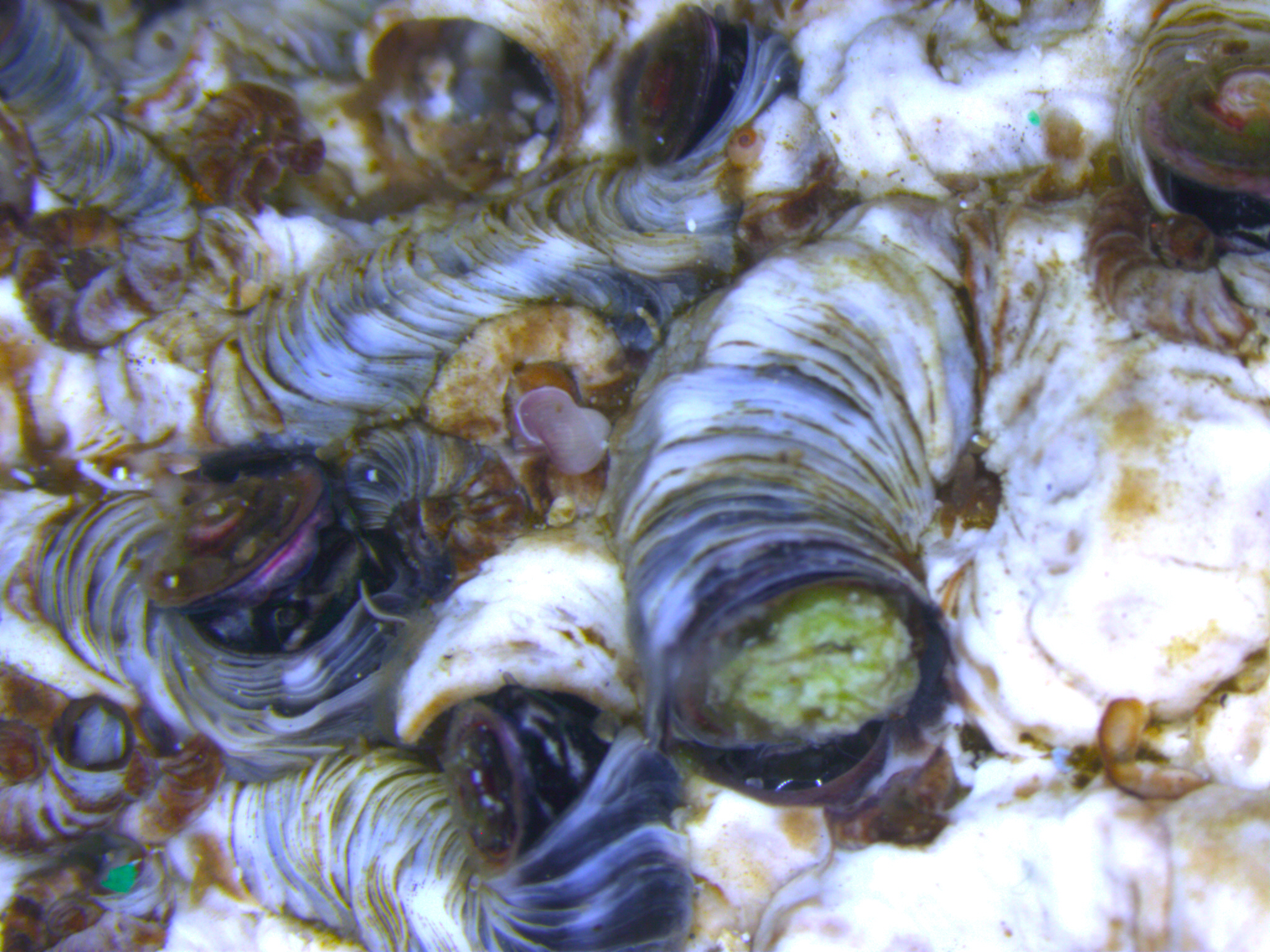 Dendropoma and its its associated calcareous algae Neogoniolithon brassica-florida. Photo from the Mediterranean Sea climate and environmental change blog