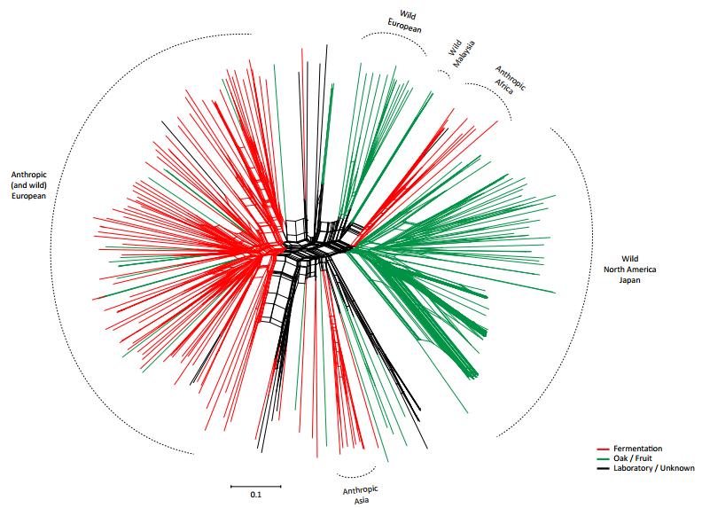 Network analysis showing geographic separation of S. cerevisiae strains. Image courtesy: Figure S1 of Almeida et al. (2015)