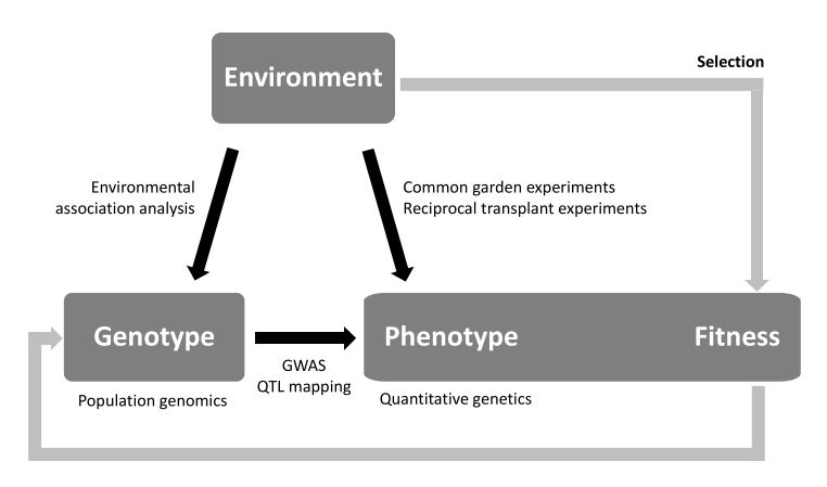 Box 1 from Rellstab et al. (2015) shows the relationships between sources of variation (boxes), the cause and effect of evolutionary processes (black arrows), and selection (gray arrows).