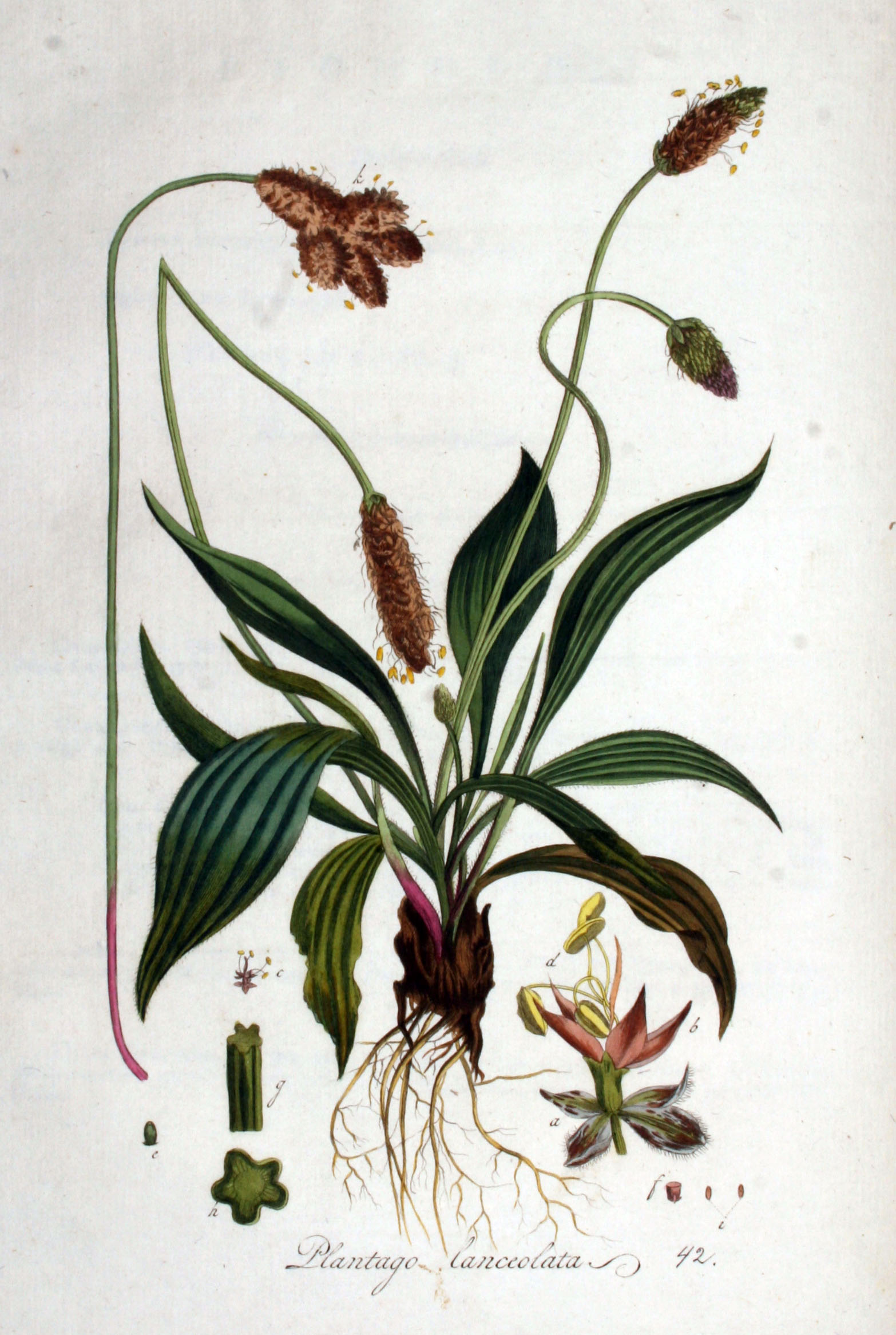 Plantago lanceolata. Photo from Wikipedia Commons