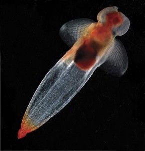 A shell-less sea snail (Cliona limacina), found beneath Arctic sea ice. © Russ Hopcroft/Census of Marine Life
