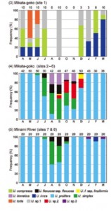 Sites sampled in Mikata-goko and the Minami River from Ogawa et al. 2013 Phycologia 52: 637-651