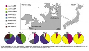 Eight collection sites in Mikata-goko and the Minami River and the respective genetic composition in Ulva prolifera (Ogawa et al. 2014 Aquatic Botany 120: 185-192).