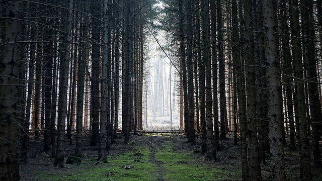 (Flickr: tamasmatusik)
