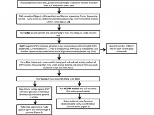 Figure from Mordecai et al. (2015a) showing the bioinformatics pipeline leading to the application of the VICUNA de novo assembler.